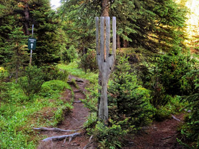 Wooden fork in the trail